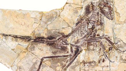 http://blog.everythingdinosaur.co.uk/wp-content/uploads/2013/01/eosinopteryx_fossil.jpg