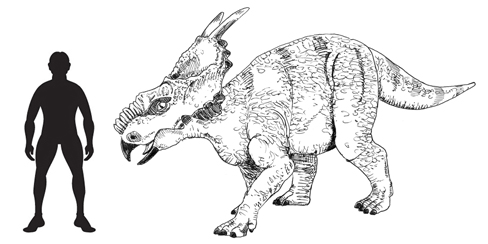 Resultado de imagen de Achelousaurus horneri