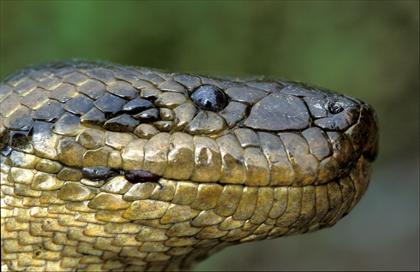 ... the first new species of anaconda discovered for ov