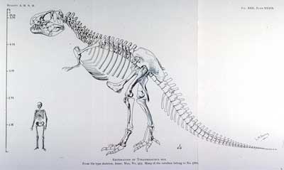 Osborn's second reconstruction of T. rex.