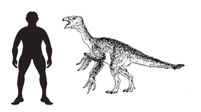 Beipiaosaurus scale drawing.