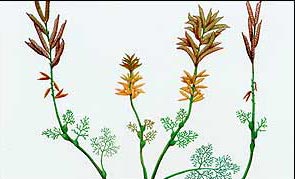 Archaefructus prehistoric flowers.