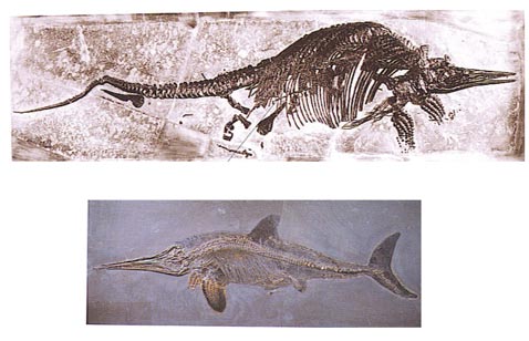 Stenopterygius Ichthyosaur fossil.