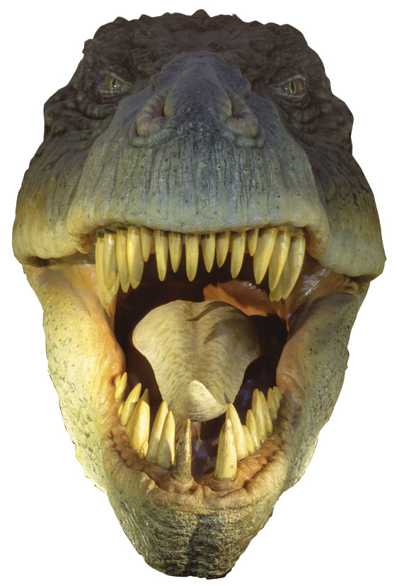 The Business End of a Tyrannosaur