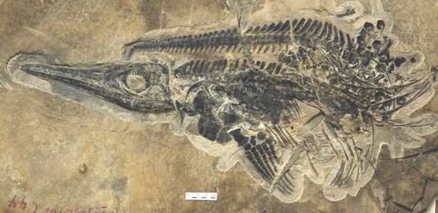 Ichthyosaur Fossils