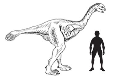 Gigantoraptor scale drawing.