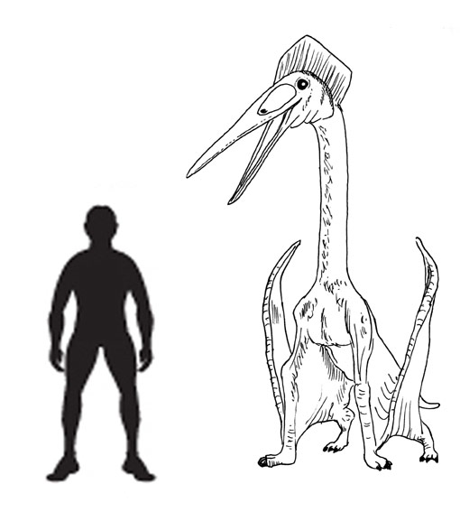Pterodactyloidea a diverse SubOrder of the Pterosauria.