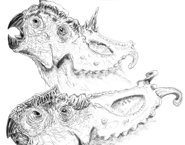 Two adult Pachyrhinosaurs