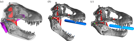 Assessing the bite force of a T. rex
