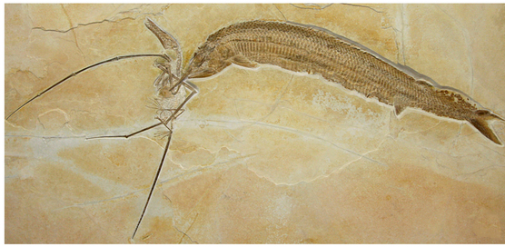 Rhamphorhynchus and fish fossil.