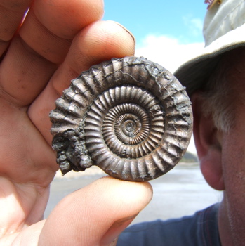 A Typical Ammonite - but not all types of this Cephalopod had coiled shells