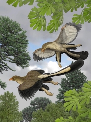 Getting into a flap over Archaeopteryx