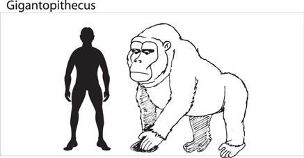 A scale drawing of the giant ape.
