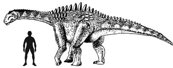 A typical European Titanosaur from the Late Cretaceous