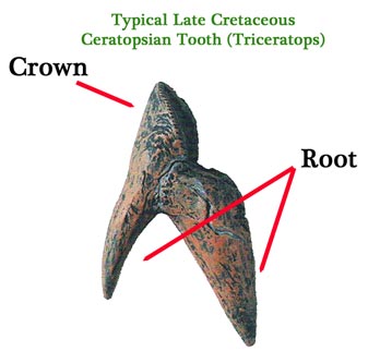 A typical tooth of a Ceratopsian with its two distinct dental roots.