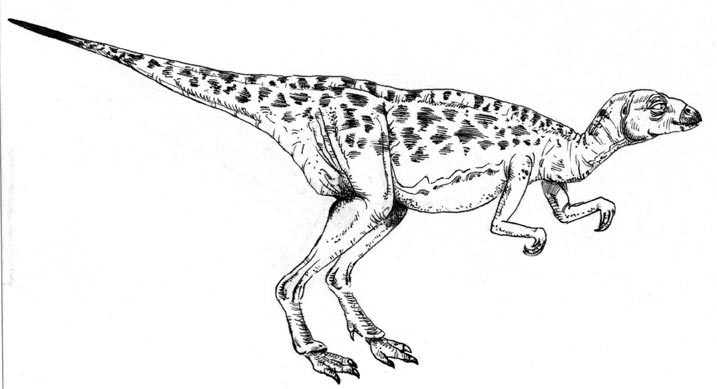 Hypsilophodont.