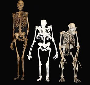 A. sediba is in the middle, the human to the left of the picture with the chimp skeleton on the right.
