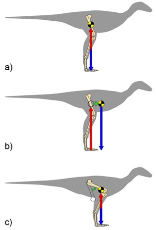 Figure 1: Animal standing or at the midpoint of a step (a). For the animal to balance, forces applied by the feet (red) must match the force of body weight (blue) pointing downwards from the centre of mass (yellow/black). If the centre of mass moves forward (b), then the feet must move forward (and thus the limb must get more crouched) to maintain balance, as in (c).