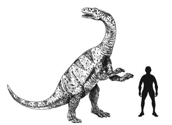 A scale drawing of Lufengosaurus.