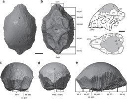 Dorsal and anterior views of the skull material.