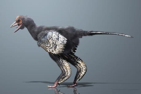 "Dawn Bird" a basal member of the Avialae.