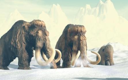Woolly Mammoths.