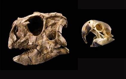 Psittacosaurus skull compared with a parrot's skull.