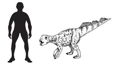 New study suggests that as these animals grew they adopted a bipedal stance.