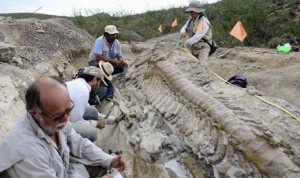 Articulated dinosaur tail discovered in Mexico