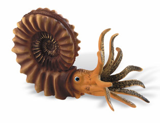 A model showing an Ammonite.
