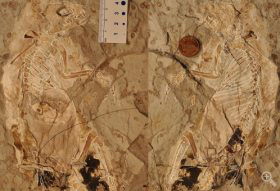 Megaconus mammaliaformis is preserved as a slab (left) and a counter-slab (right) of shale deposited in a shallow lake.