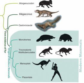 Tracing the mammalian family tree.