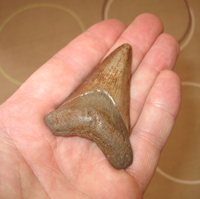 A large fossil tooth from a Carcharodon megalodon.