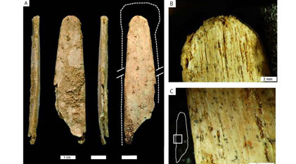 Bone tools shaped by Neanderthals for working animal skins.