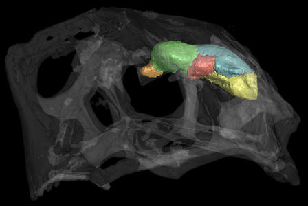 The transparent skull and opaque brain cast of Citipati osmolskae, an oviraptor dinosaur, is shown in this CT scan. The endocast is partitioned into the following neuroanatomical regions: brain stem (yellow), cerebellum (blue), optic lobes (red), cerebrum (green), and olfactory bulbs (orange).