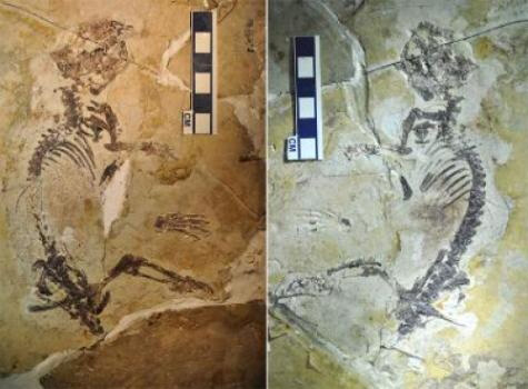 160 million year old multituberculate fossil