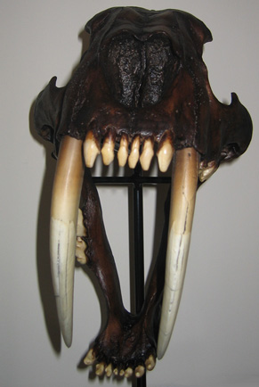 The business end of Smilodon.