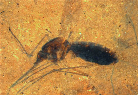 Mosquito fossil with potentially preserved blood in its abdomen.