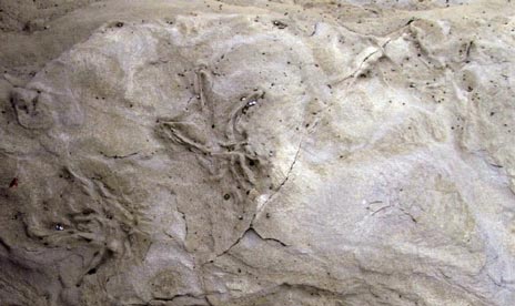 105 million year old bird tracks.