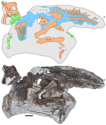 Fossil specimen included evidence of preserved skin.