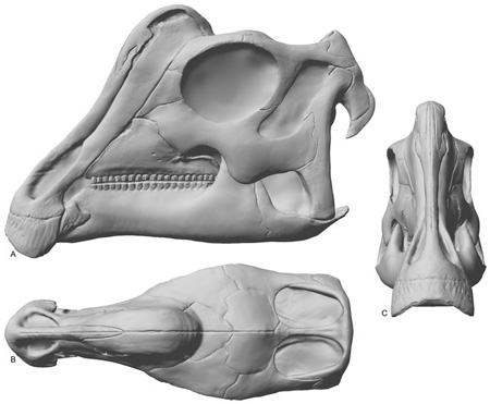 A computer reconstruction showing the head of the baby Parasaurolophus.