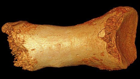 Neanderthal Toe Bone used in the Study.