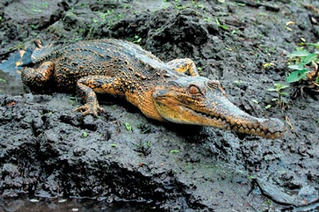 New species of Crocodilian discovered.