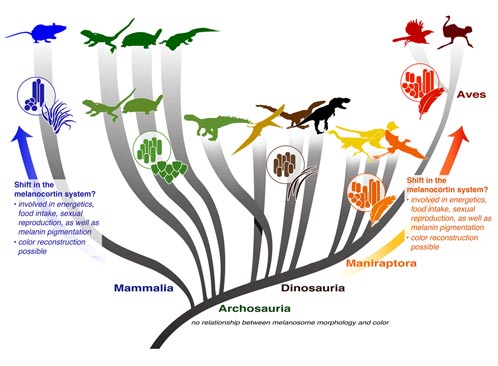 Melanosomes in the fossil record potentially linked to understanding physiology of extinct animals.