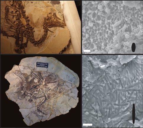 Feathered dinosaur fossils used in melanosome study.