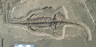 Keichousaur Fossil