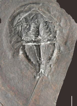 A Horseshoe crab fossil.