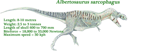 Albertosaurus illustrated.
