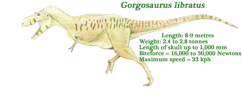 Gorgosaurus libratus illustrated.