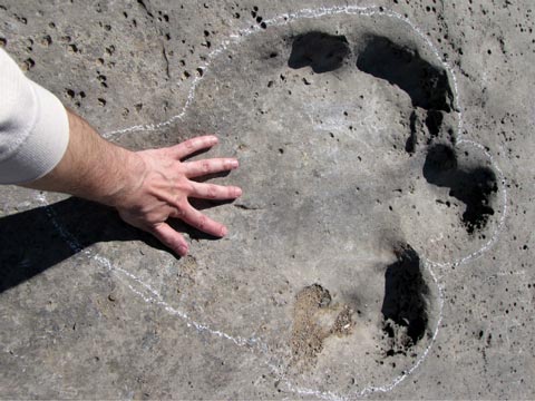 Sauropod footprint, the hand provides scale.
